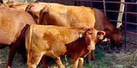 7 Red Angus & Red Angus Cross Pairs... Central TX