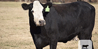 90 Angus Plus & BWF Cows... E. Central OK
