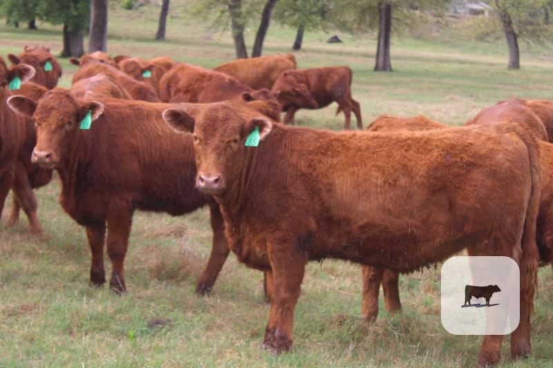 Cattle Range Listing Photo