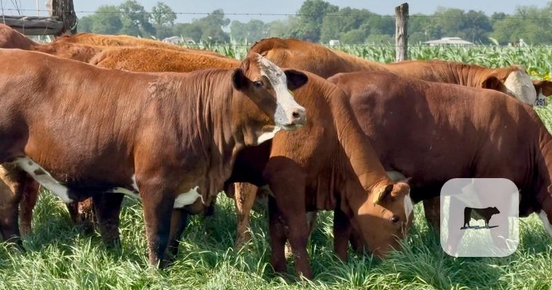Cattle Range Listing Photo
