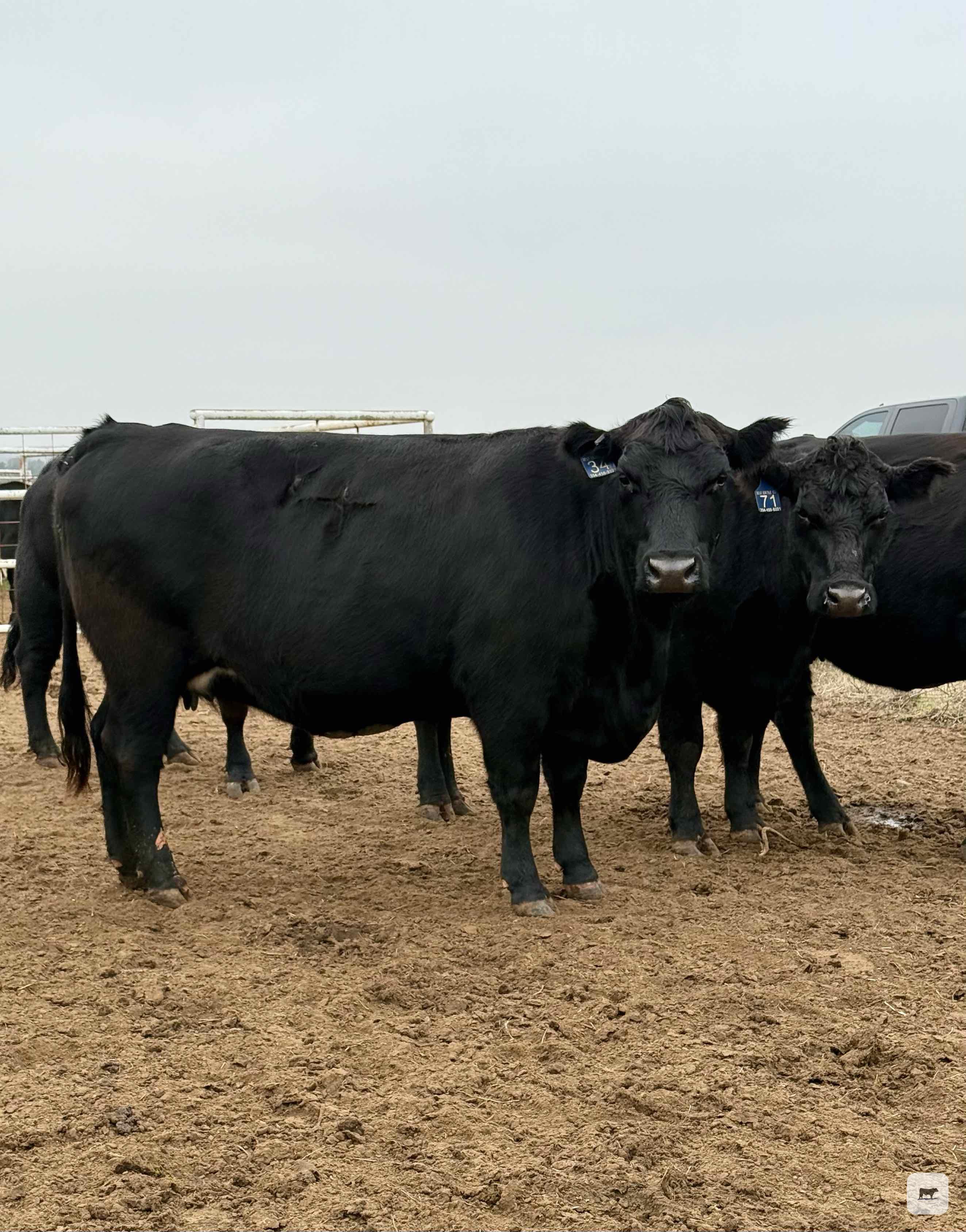 Cattle Range Listing Photo