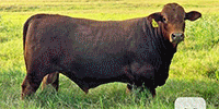 12 Reg. Beefmaster Bulls... Central TX