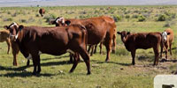 200 F1 Hereford/Santa Gertrudis Pairs... North TX ~ FD