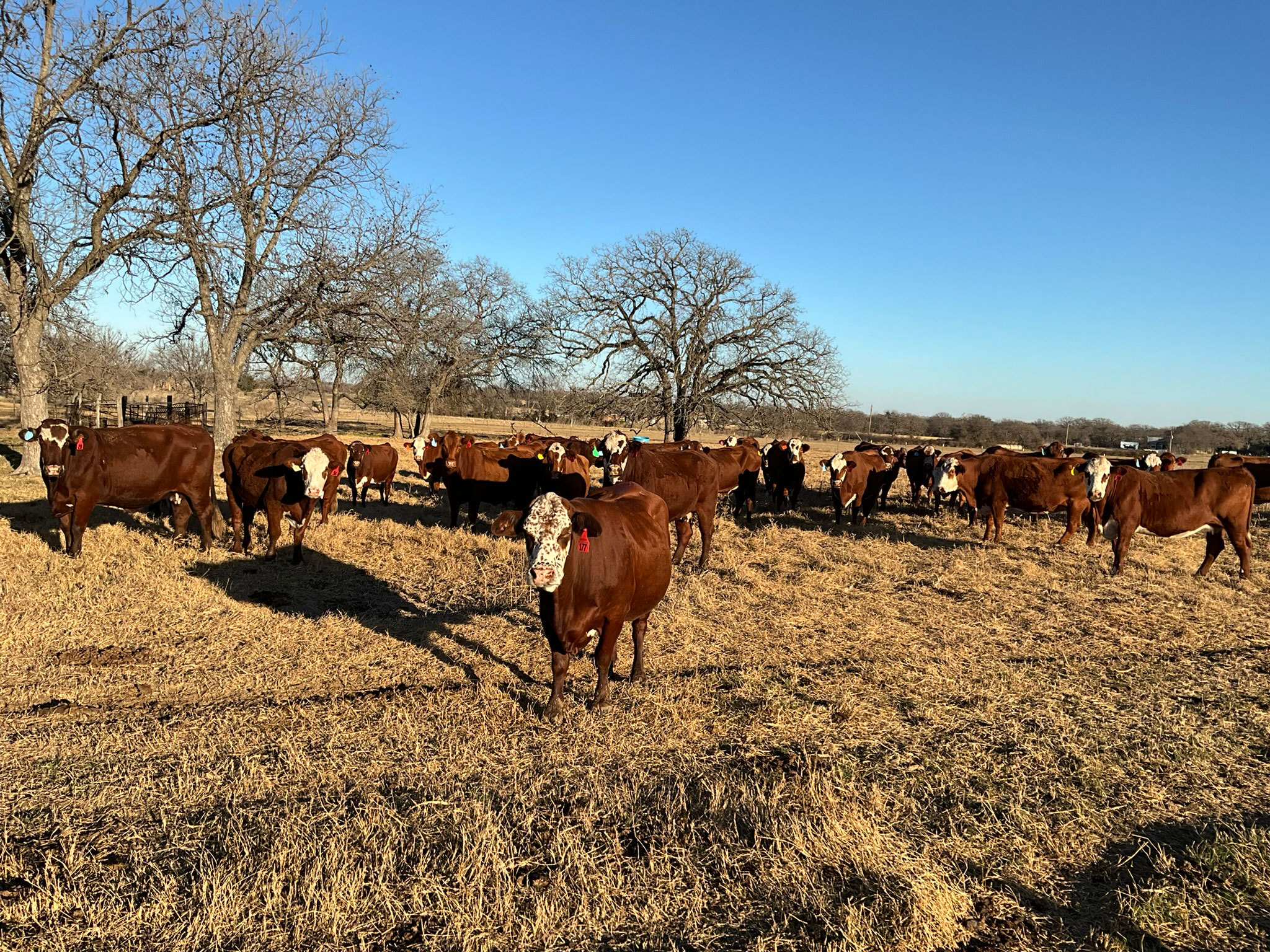 Cattle Range Listing Photo