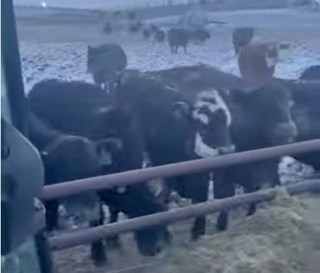 Cattle Range Listing Photo