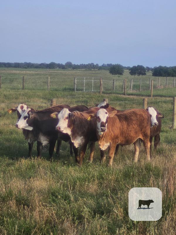 Cattle Range Listing Photo