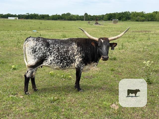 Cattle Range Listing Photo