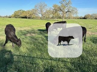 Cattle Range Listing Photo