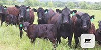 40 Angus 1st-Calf Pairs... Central TX