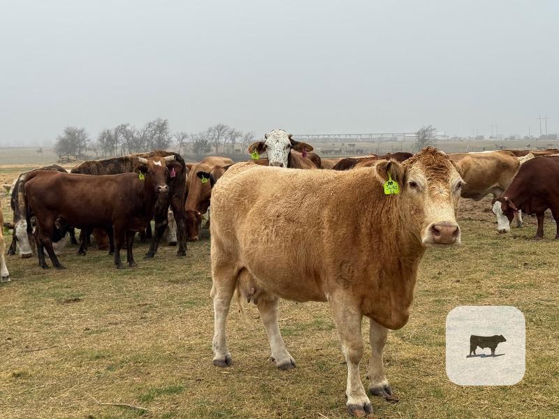 Cattle Range Listing Photo
