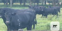 7 Reg. Angus Cows... Northern FL