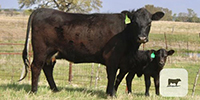 10 Angus & BWF 1st-Calf Pairs... Central TX