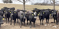 56 Angus & BWF Bred Heifers... Southwest MO