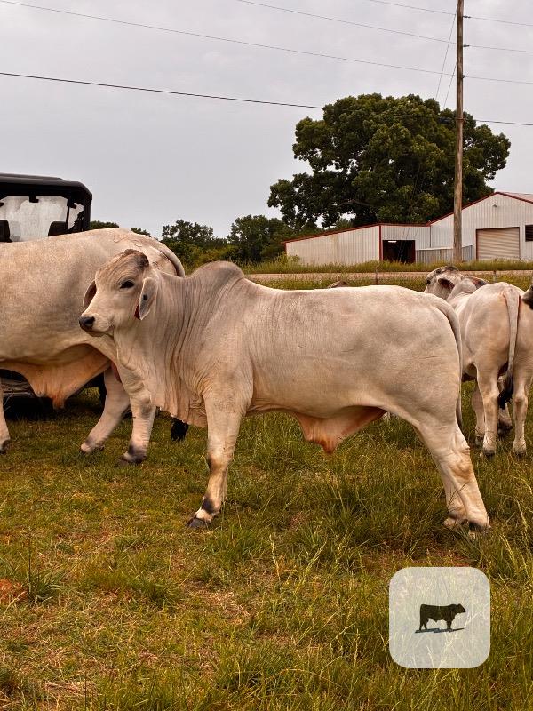 Cattle Range Listing Photo