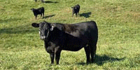 44 Angus & Angus Baldy Bred Heifers... Northwest AR