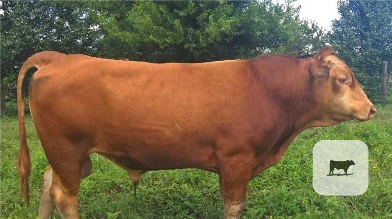 Cattle Range Listing Photo