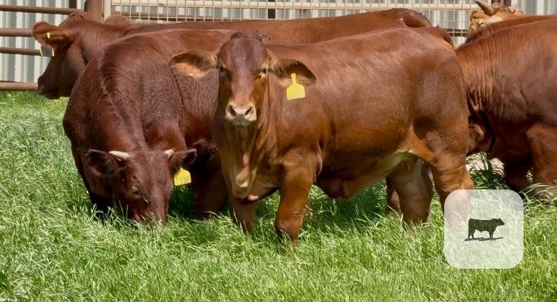 Cattle Range Listing Photo