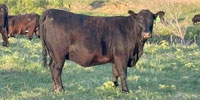 67 Angus & 'BWF' Bred Heifers... North TX