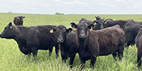 19 Angus & BWF Bred Heifers... Southwest MO