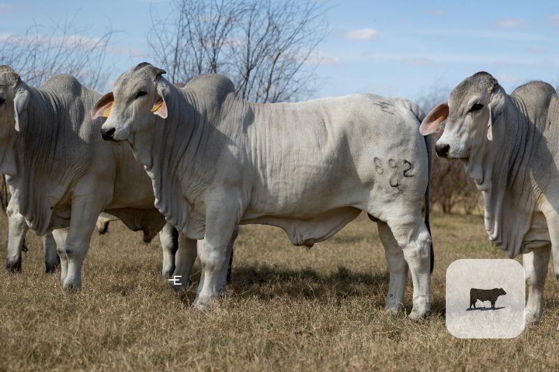 Cattle Range Listing Photo
