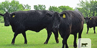 45 Angus & Black Baldy Cows	E. Central OK