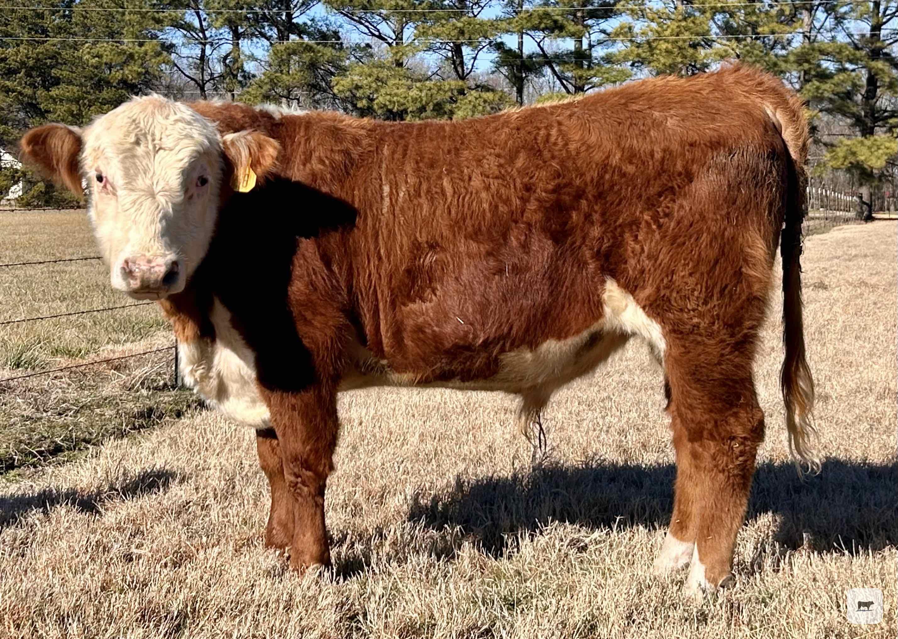 Cattle Range Listing Photo