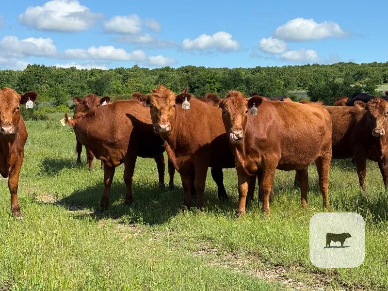 Cattle Range Listing Photo