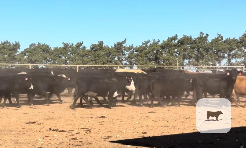 Cattle Range Listing Photo