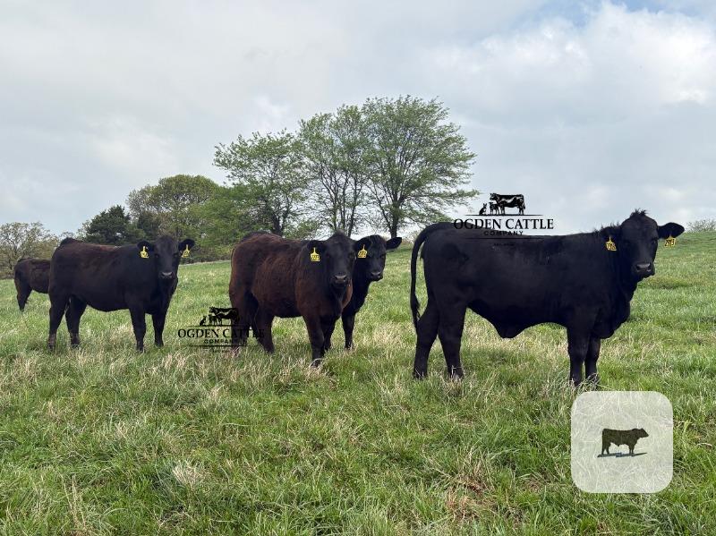 Cattle Range Listing Photo