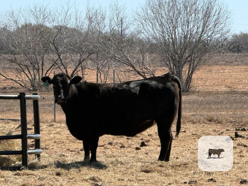Cattle Range Listing Photo