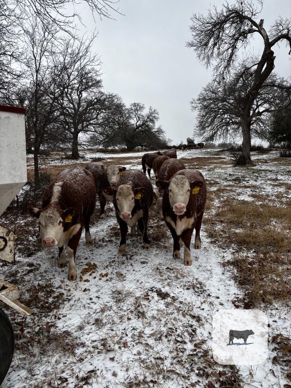 Cattle Range Listing Photo