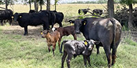 35 Angus & Black Baldy Pairs... Southwest MO