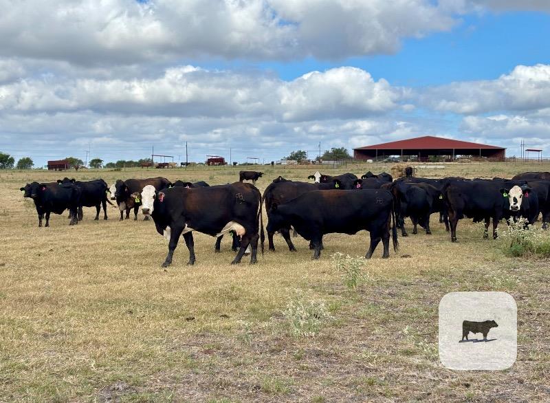 Cattle Range Listing Photo