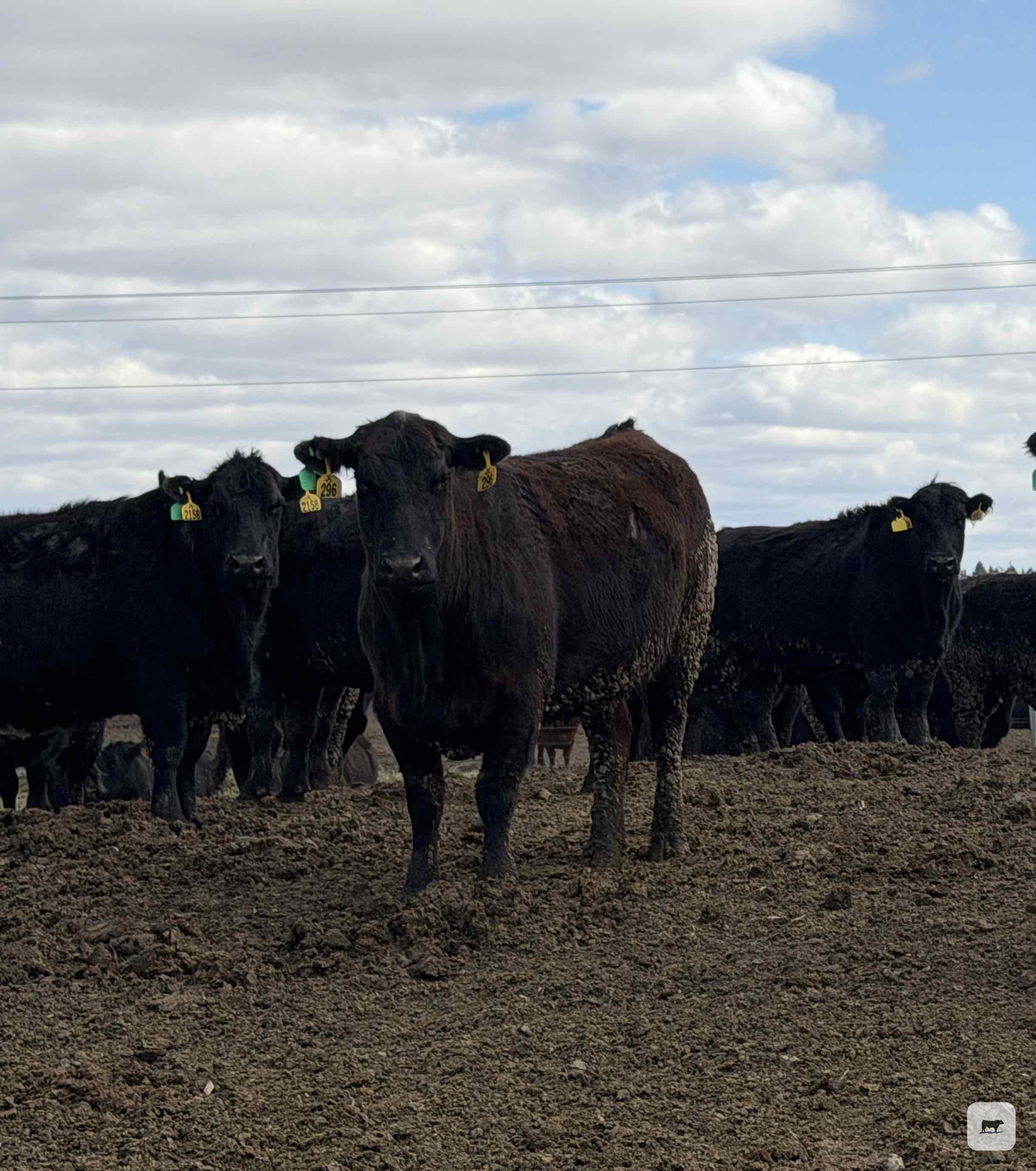 Cattle Range Listing Photo