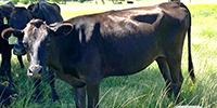 6 Wagyu Cows... Southwest LA