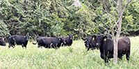 34 Angus, BWF, Red Angus, RWF, & Charolais Cross Cows... Southwest MO