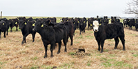 75 Angus & BWF Rep. Heifers... Southwest MO