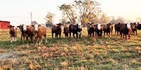 20 Braford/Red Angus Rep. Heifers.. W. Central AL