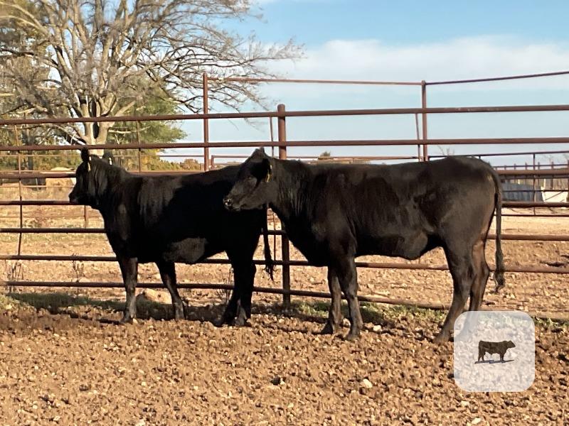 Cattle Range Listing Photo