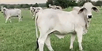 10 Reg. Brahman Rep. Heifers... S. Central TX