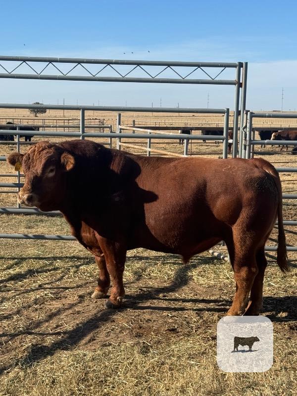 Cattle Range Listing Photo