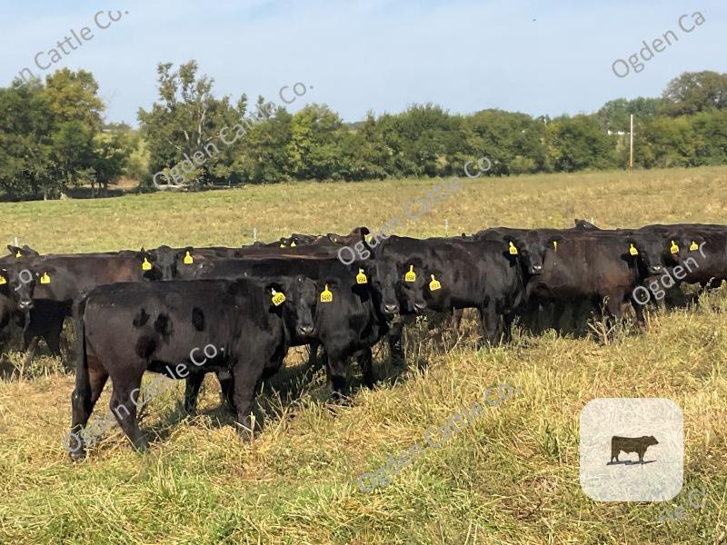 Cattle Range Listing Photo