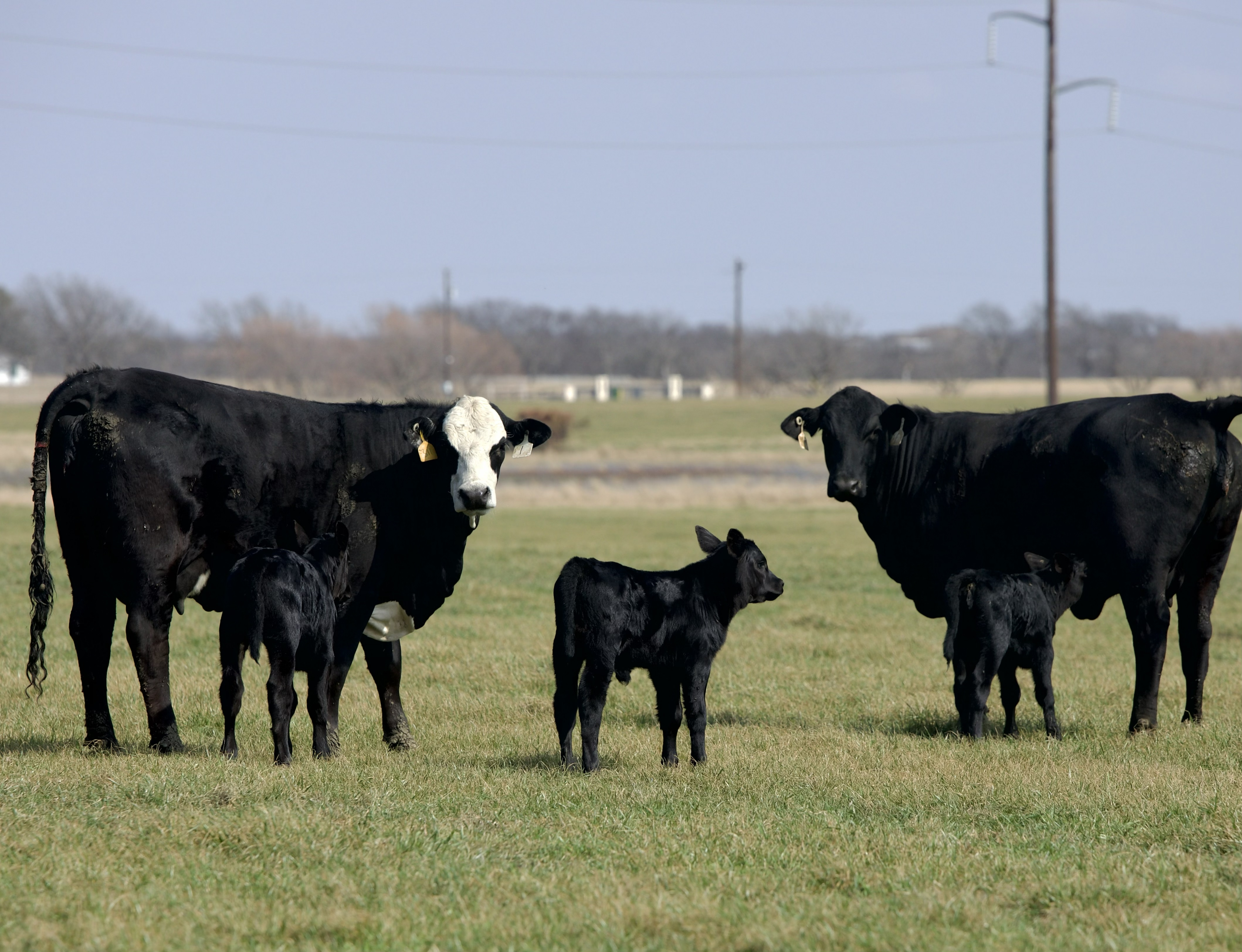 Cattle Range Listing Photo