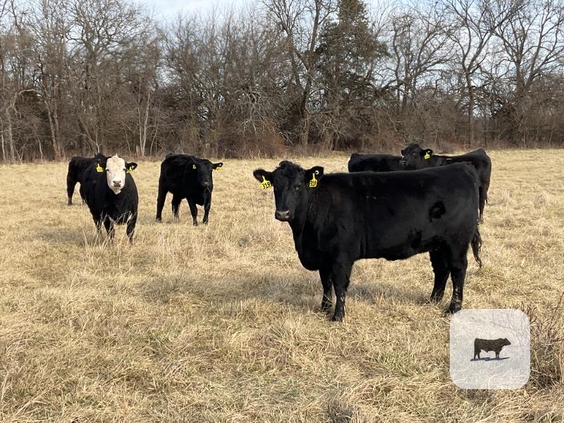 Cattle Range Listing Photo