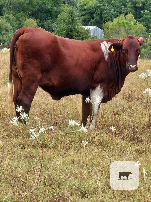Cattle Range Listing Photo