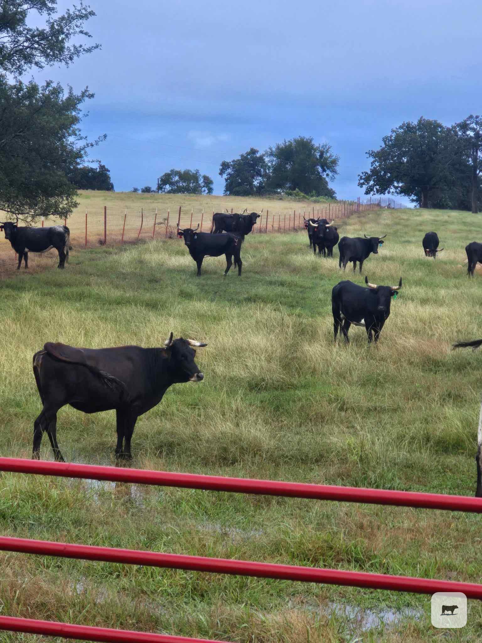 Cattle Range Listing Photo