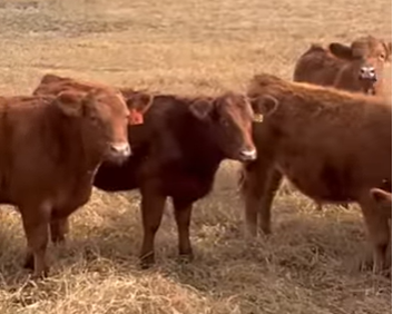 Cattle Range Listing Photo