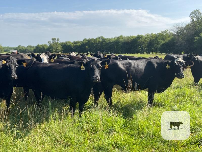 Cattle Range Listing Photo