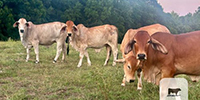 6 Reg. Brahman Rep. Heifers... Southwest AR