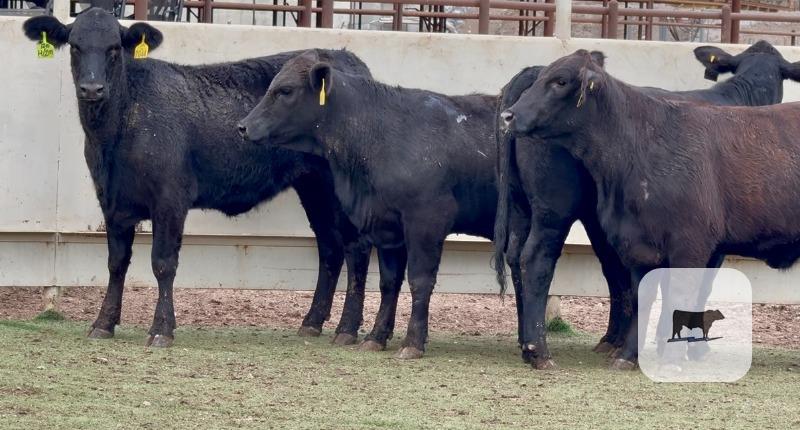 Cattle Range Listing Photo